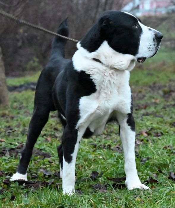 Ciobănesc de asia centrala