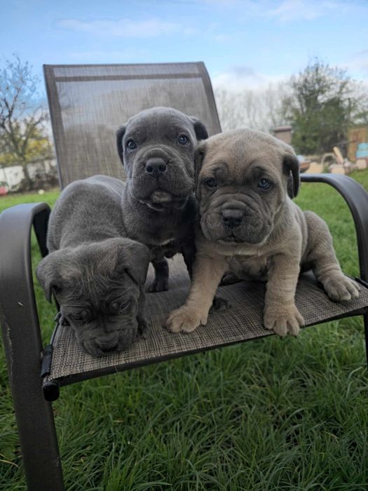 Уникални бебенца Кане карсо