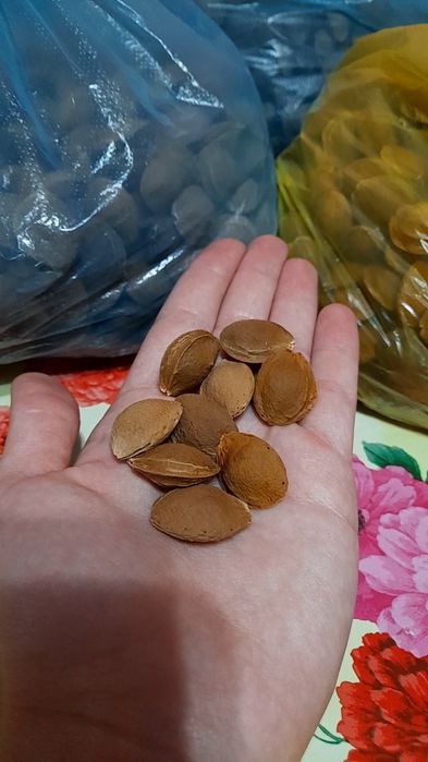 Продаётся 6 кг косточек абрикоса, 1кг-2600тг