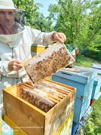Produs alimentar de lux: miere de albine