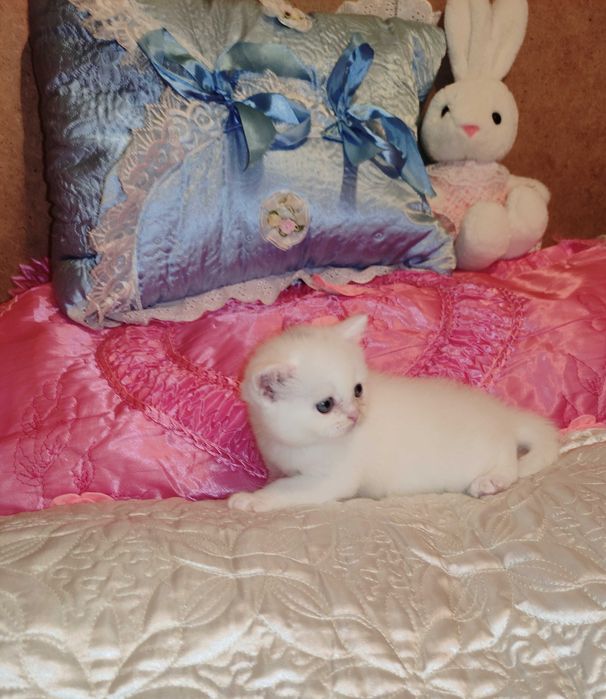 Продается шикарный белоснежный котенок девочка