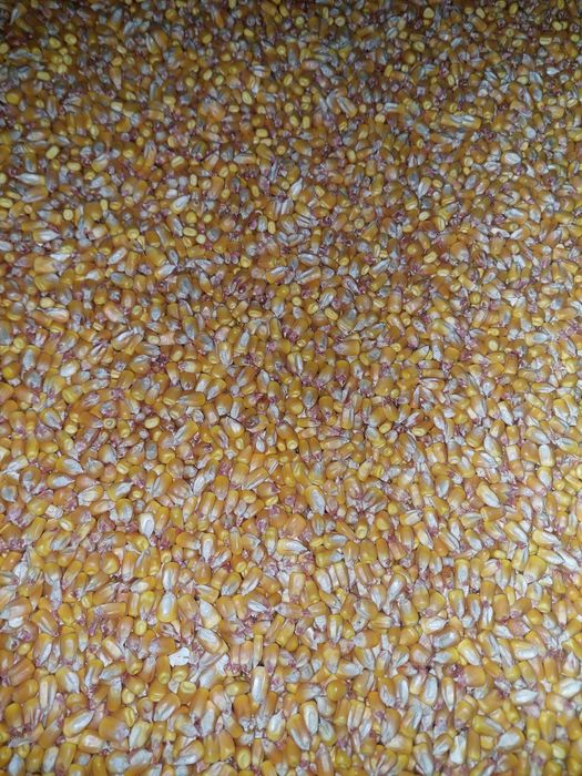 Vând porumb boabe 2025