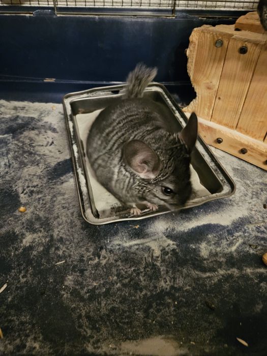 Vand pui chinchilla/sinsila