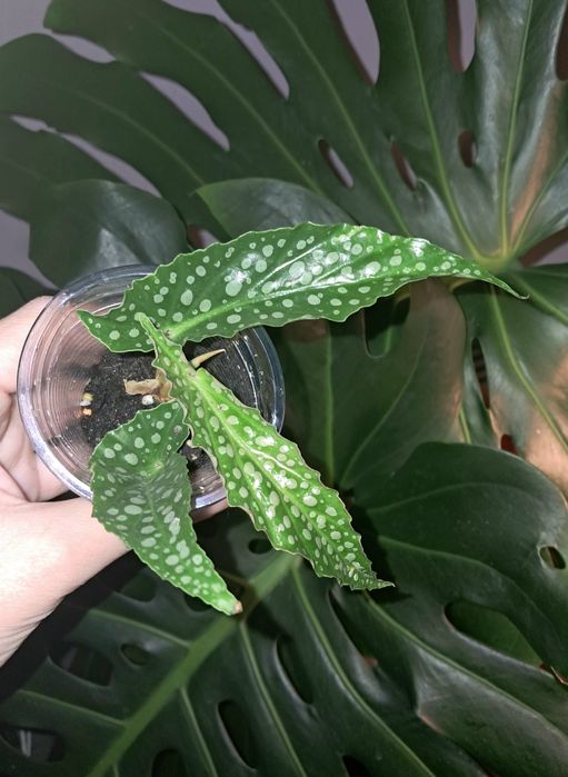 Бегония Дабл Дот