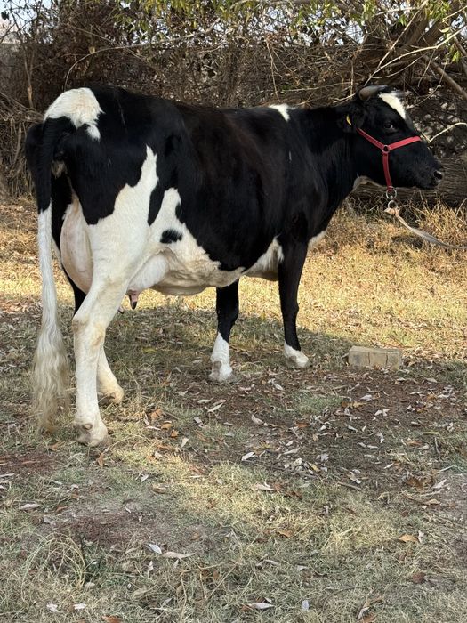 Суттi сиыр жанадан туган