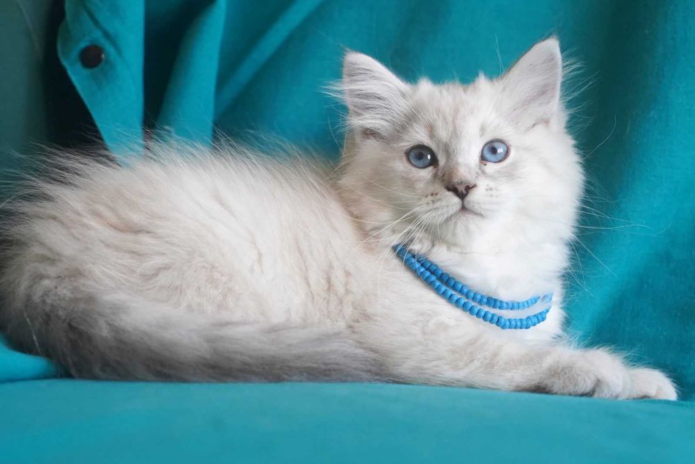 Pui pisica siberiana cu pedigree - Felisa Autorizata