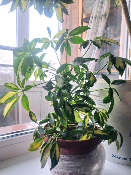 Шефлера комнатный цветок