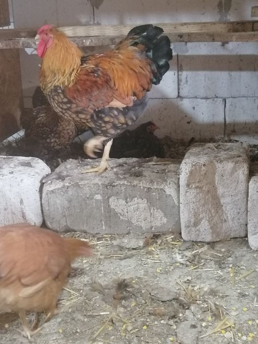 Găini wyandotte GSG