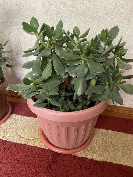 Толстянка  в больших горшках    Здоровые