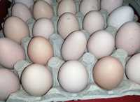 Vând ouă de găini australorp negru albăstrui