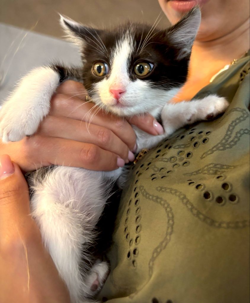 Мъжко коте на 2 месеца търси дом