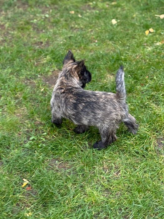 Cairn Terrier cu pedigree deosebit