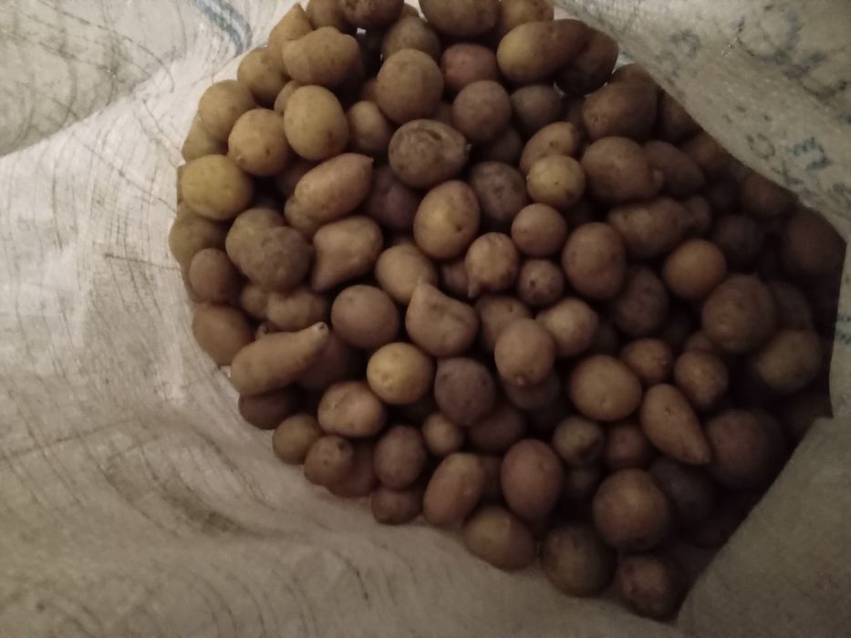 Мелкая картошка домашняя