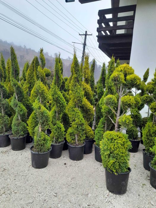 Plante Decorative Tuia