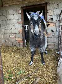 Vând Țap carpatin