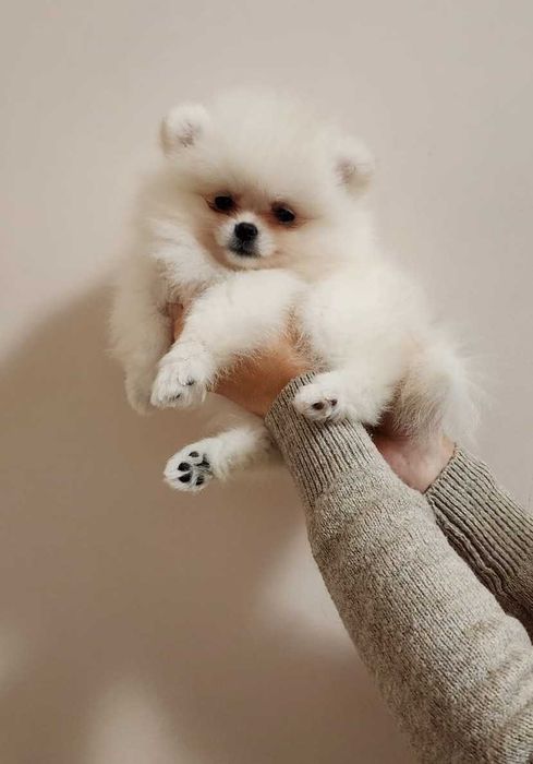 Pomeranian FCI Pedigree, tip A, Beartype, parinti campioni Romania