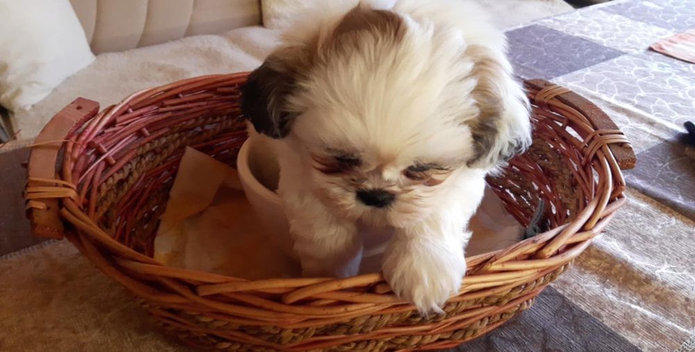 Кученца порода Ши Тцу