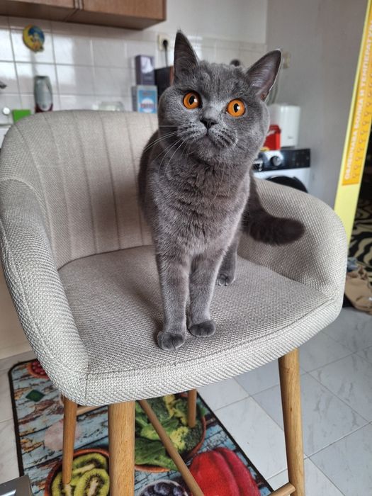 Британска късокосместа