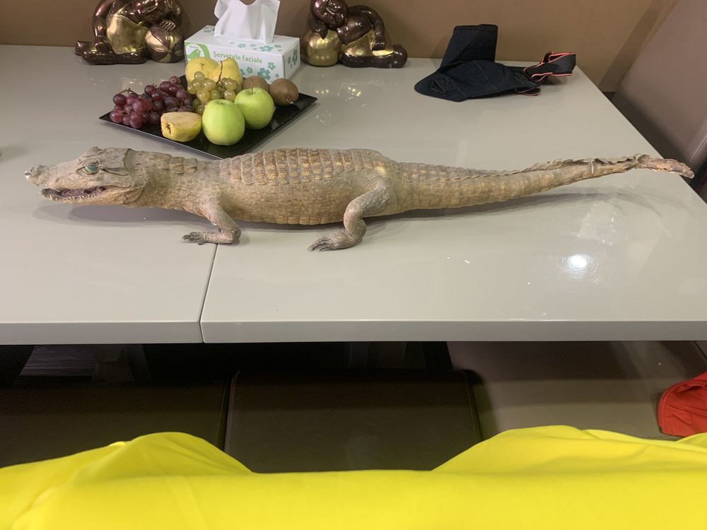 Crocodil impaiat