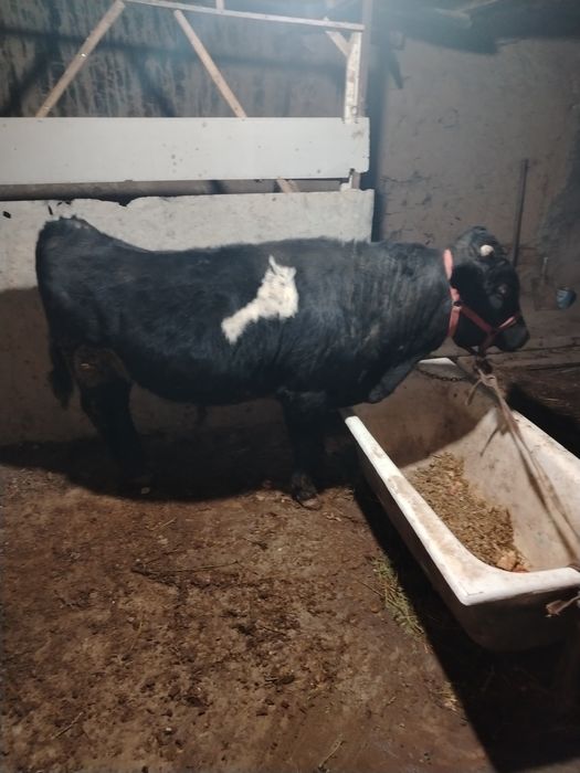 1 yoshar yeb ichshi zo'r