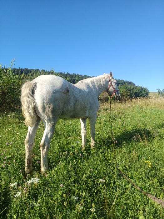 Vând iapa pentru gospodărie