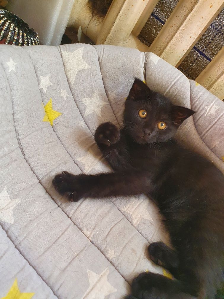 Скотиш фол и бритиш страйт
