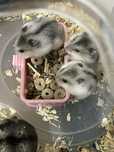 Pui de hamsteri