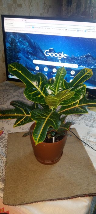 Кротон комнатное растения от 5000до10000 тг.