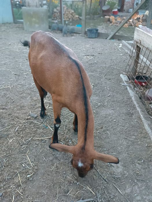 Vând lapte de capra