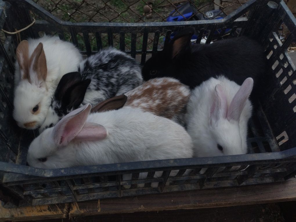 De vînzare iepurași de 2 luni sau schimb cu porumb boabe
