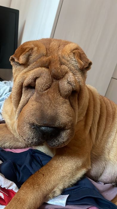 Căței rasa shar pei