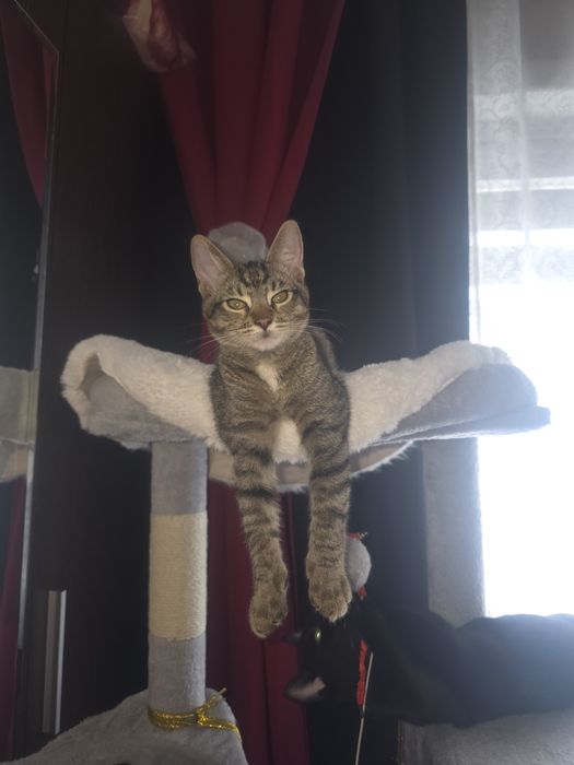 Donez pui pisica crescuți in casa