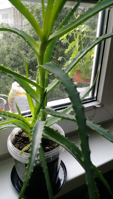 Продавам цветя Алое лечебно