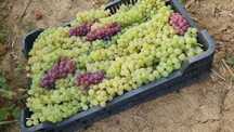 Vand struguri de vin Vaslui