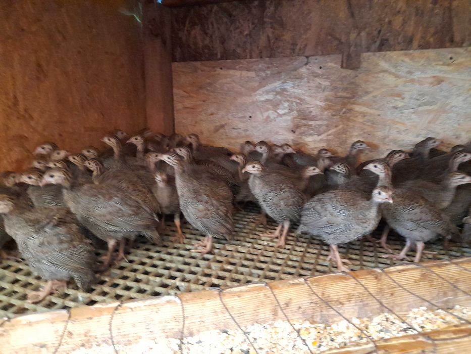 Bibilici tineret 10 saptamini