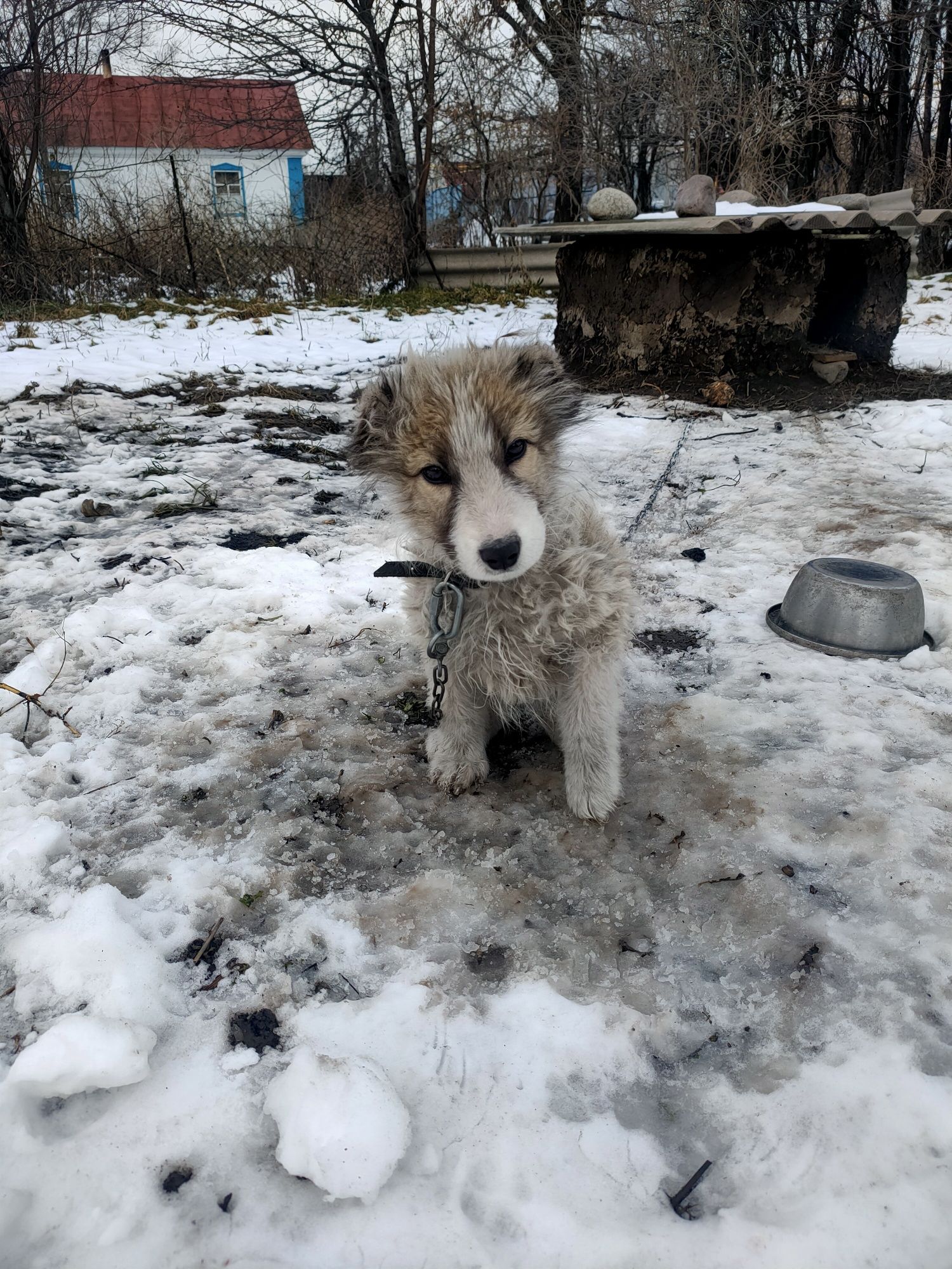 Щенок крупный  4 месяцев