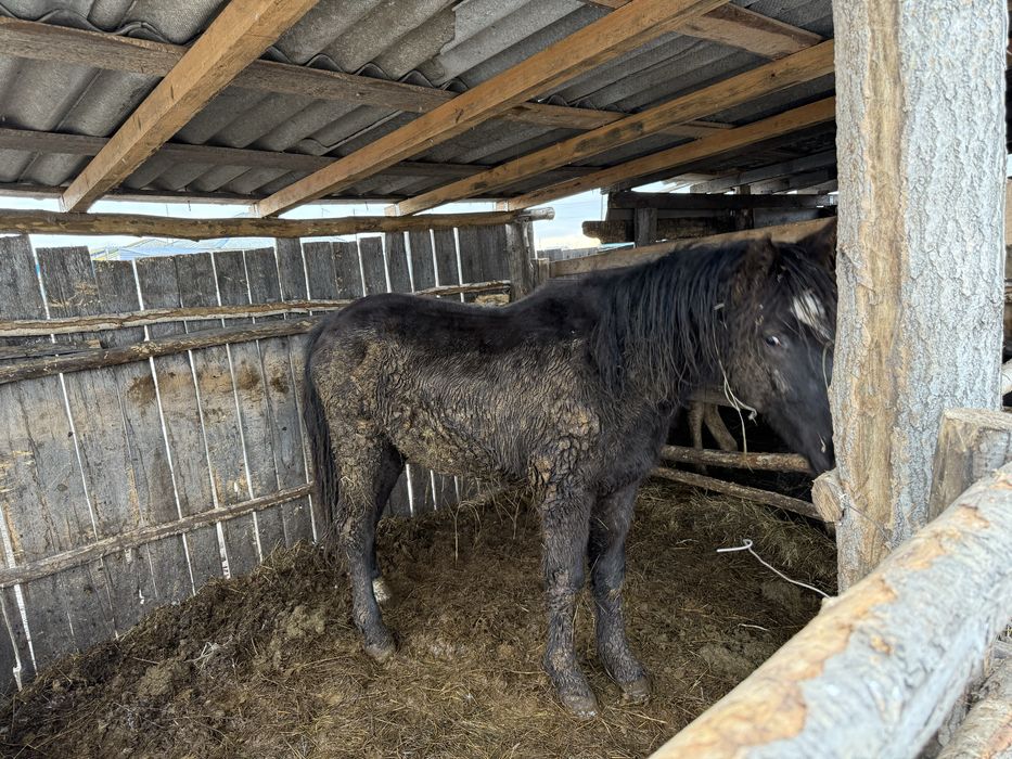 лошадь на согым