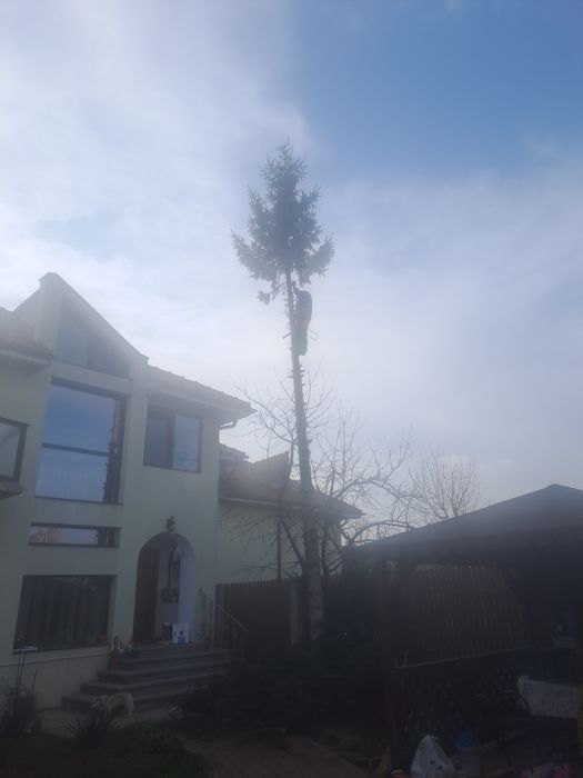 Alpinism Utilitar/Tăiere Arbori/Intervenții 24/7.