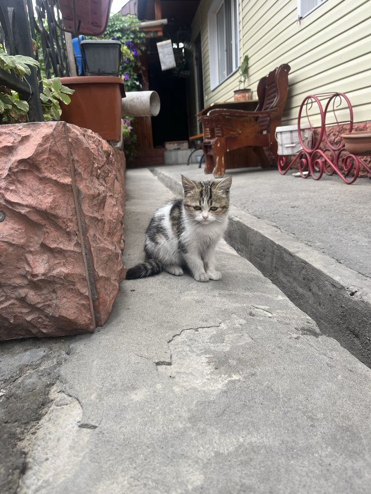 Одам котёнка девочка