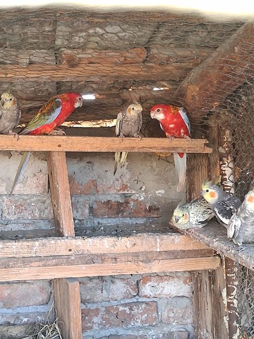 Vând papagali rosella și nimfa