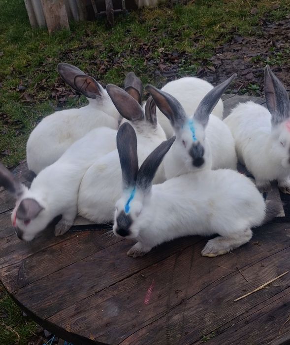 Tineret Uriaș de Transilvania