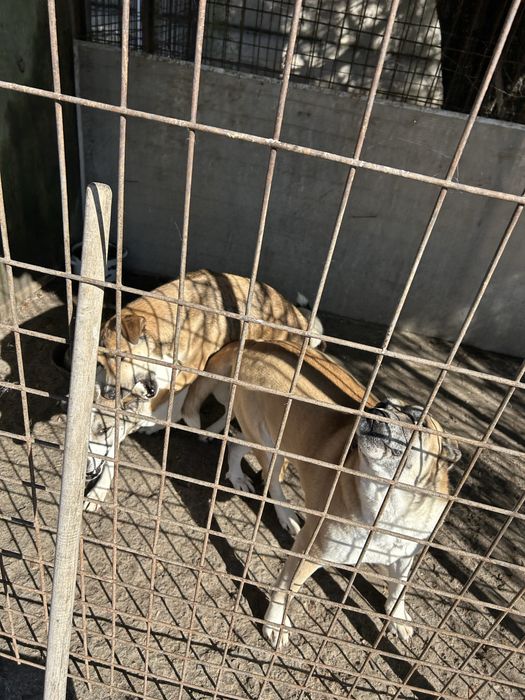 Разходка на кучета с грижа и любов – София и околности