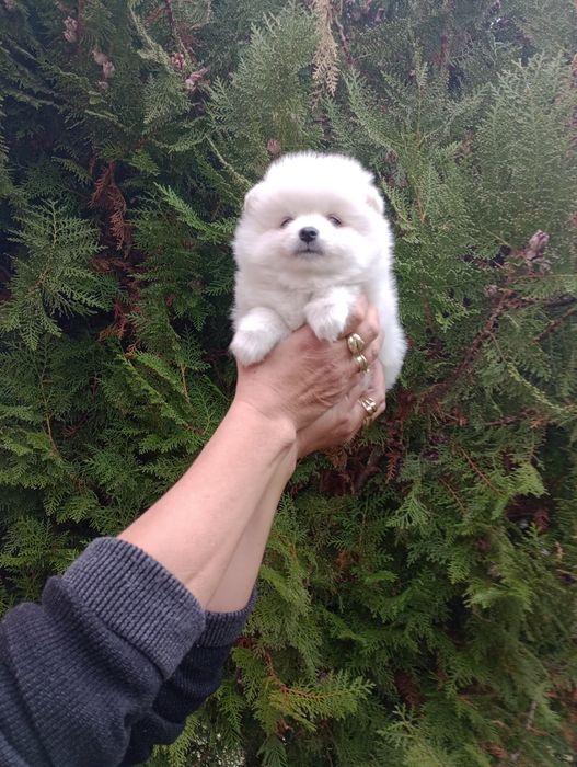 Бели Померани. Мъжки и женски.