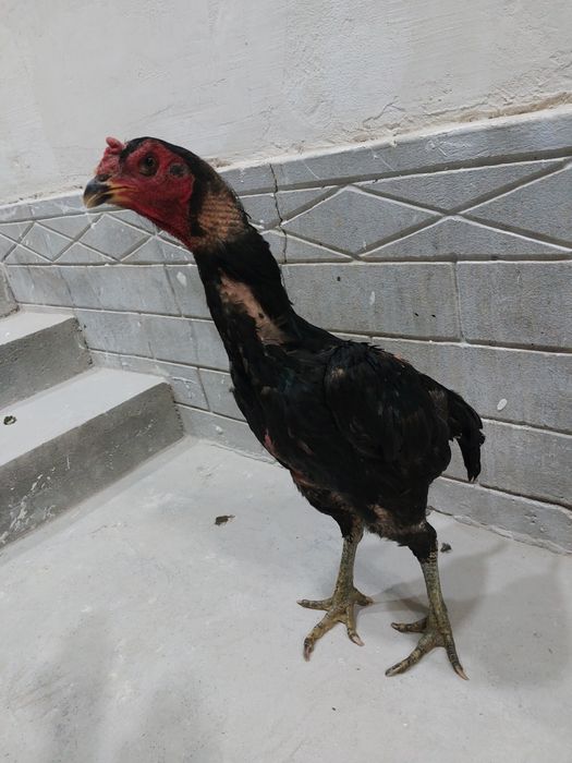 Ganoy dakan privaznoy