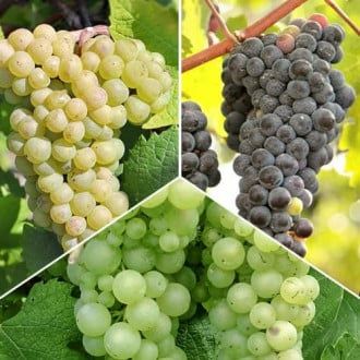 Vita de vie nobila altoita de masa  fara samburi ( 9 soiuri  )