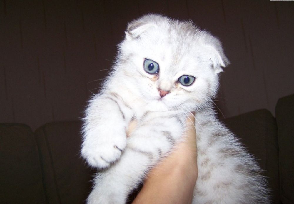 Шотландские шиншилла серебро