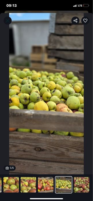 Vand mere de tuica 2025