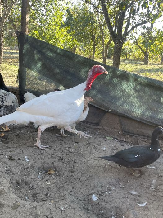 Vand curcani de tara