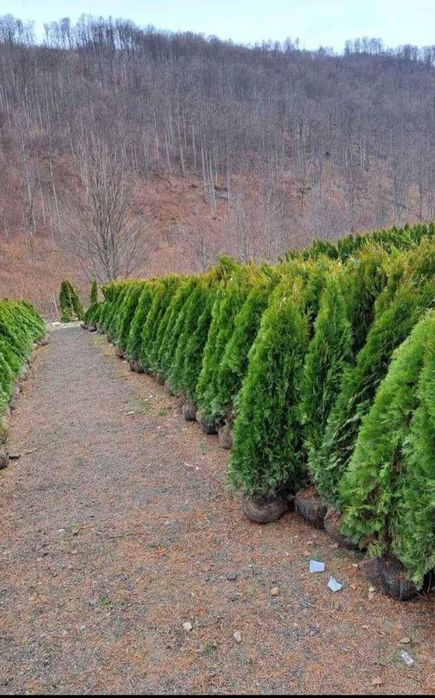 Plante Decorative Lylandii Tuia mesteacăn Brazii