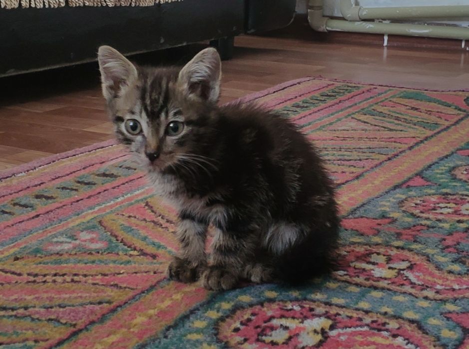 Отдается котенок